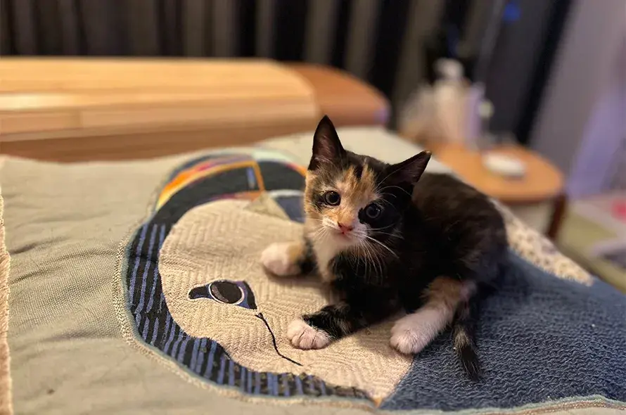 Macaron kitten on foster laying on a bed